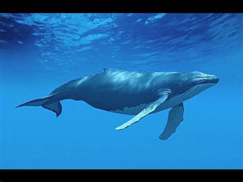 Bahía de Samaná: ruta del amor de las ballenas jorobadas ...