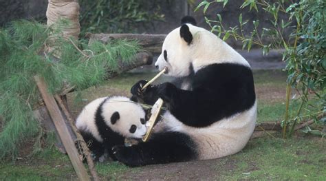 Bai Yun and Hua Mei San Diego Zoo s 1st panda baby | Panda ...