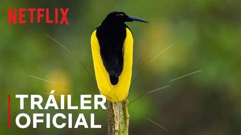 Bailando con los pájaros | Tráiler oficial | Netflix   YouTube