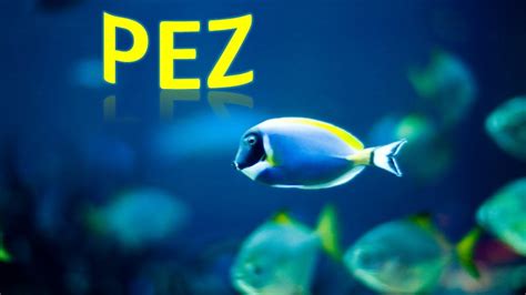 ¡Bajo El Mar! Animales Marinos Para Niños, Sea Animals in ...