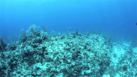 Bajo el mar HD, Nosoloapnea en Bahamas.mov   YouTube