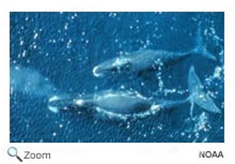 Balaenidae   bowhead whales, right whales | Wildlife ...