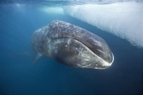 Balaenidae | New Bedford Whaling Museum