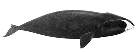 Balaenidae — Wikipédia
