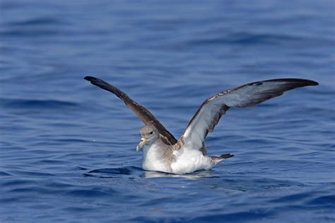 Baleares destaca la recuperación de aves marinas en el ...