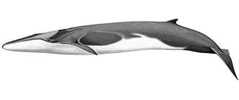 Balena 52 hertz   Wikipedia