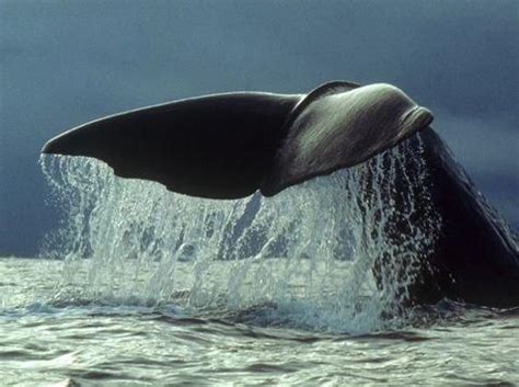 Ballena azul | El mundo de las ballenas