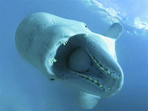 Ballena Beluga Fotos, características y hábitat ...
