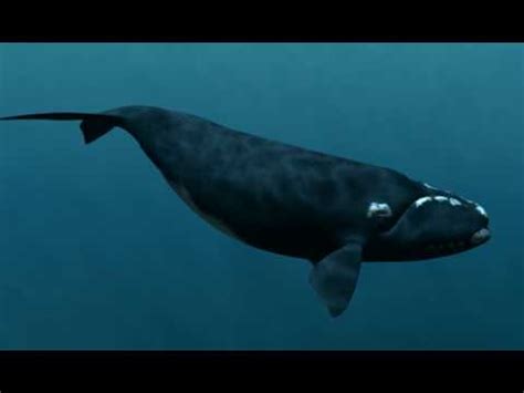 Ballena Franca Austral / Southern Right Whale  Eubalaena ...