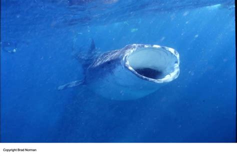 Ballenas y tiburones, los animales con mayor riesgo de ...