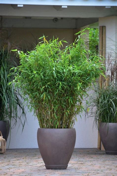 Bambú: ideas para decorar tu casa al estilo japones ...