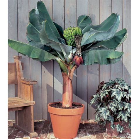 Banana Tree Plant for Sale | Buy Banana Tree ‘Super Dwarf ...
