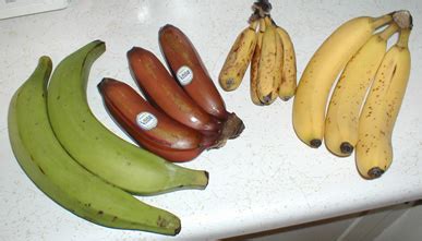 Banana   Wikipedia