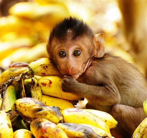 Bananas for bananas!