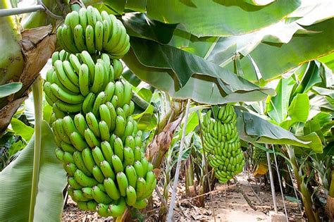 Banano Cavendish GM resistente al hongo Fusarium oxysporum