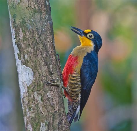 BANCO DE IMÁGENES: 15 fotos de aves exóticas del paraíso ...