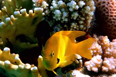 Banco de Imágenes: 16 fotografías de peces, corales y ...