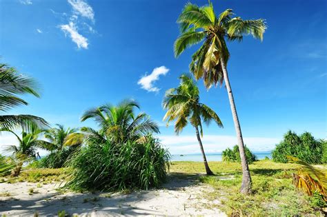 BANCO DE IMÁGENES: A orillas de la playa entre palmeras y ...