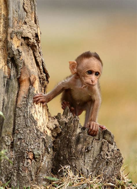 Banco de Imágenes: Chango de la India   Indian Monkey  Simios