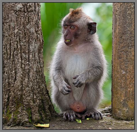 Banco de Imágenes: Fotografías de changos, monos, simios y primates