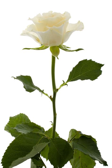 BANCO DE IMÁGENES GRATIS: 12 fotos de rosas blancas   White roses to share