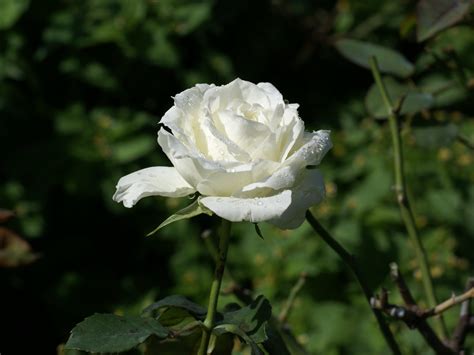 BANCO DE IMÁGENES GRATIS: 12 fotos de rosas blancas   White roses to share