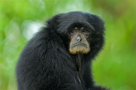 Banco de Imágenes Gratis: 14 fotografías de changos bien monos   Lindos ...