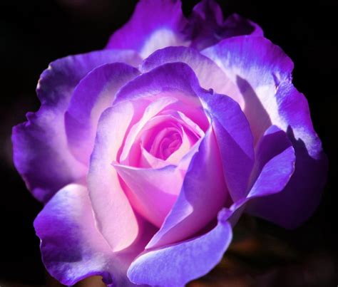 BANCO DE IMÁGENES GRATIS: 25 fotos de flores rosas de colores ...