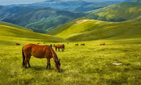 BANCO DE IMÁGENES GRATIS: 28 fotos de caballos en paisajes ...