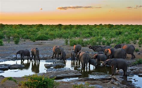 BANCO DE IMÁGENES GRATIS: Elefantes tomando agua en los ...