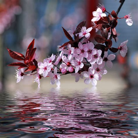 BANCO DE IMÁGENES GRATIS: Flores de cerezo que se reflejan ...