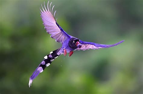 BANCO DE IMÁGENES GRATIS: Formosan Blue Magpie  Aves del Edén