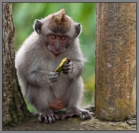 BANCO DE IMÁGENES GRATIS: Fotografías de changos, monos, simios y primates