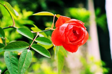 BANCO DE IMÁGENES GRATIS: Hermosa rosa roja en mi jardin después de la ...