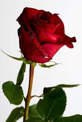 BANCO DE IMÁGENES GRATIS: Hermosa rosa roja para compartir en Facebook