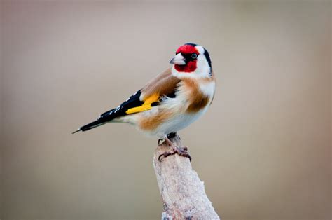Banco de Imágenes Gratis: Hermoso pajarito   Amazing bird of the paradise