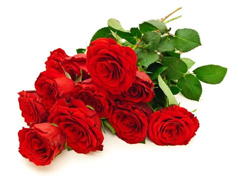 Banco de Imágenes Gratis: Hermoso ramo de rosas rojas   Red roses   Flowers