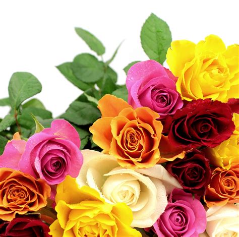 Banco de Imágenes Gratis: Las fotos más hermosas de rosas de colores ...