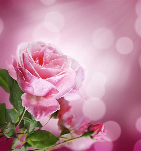 Banco de Imágenes Gratis: Las fotos más hermosas de rosas de colores ...