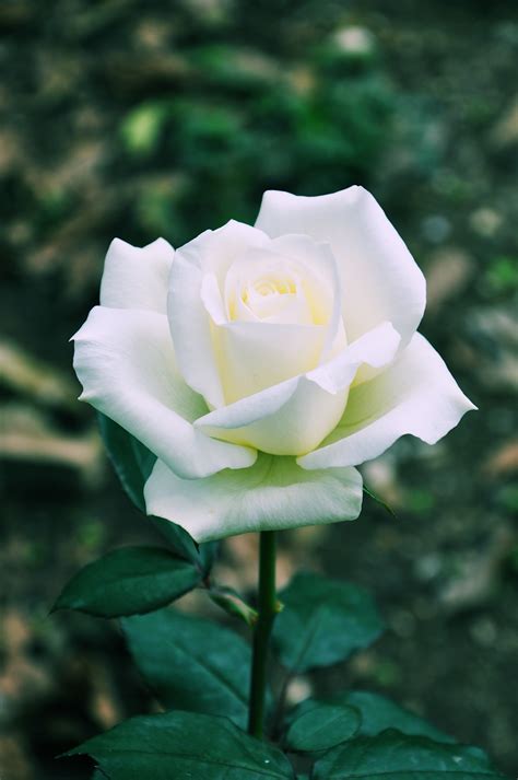 BANCO DE IMÁGENES: Hermosa rosa blanca   Beautiful white rose   Rose ...