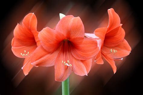 Banco de Imágenes: Las flores más hermosas del mundo  18 ...