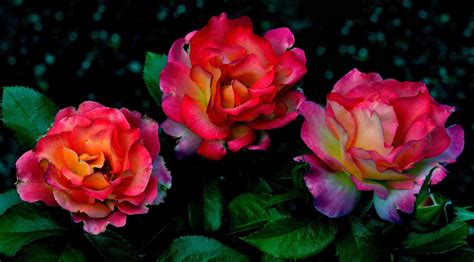 Banco de Imágenes: Las flores más hermosas del mundo  18 ...