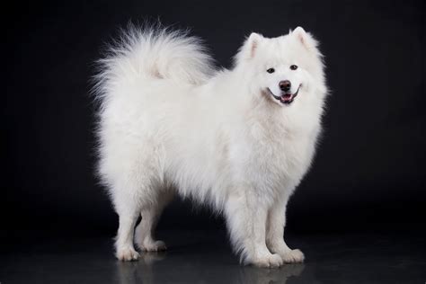Banco de Imágenes: Perro samoyedo de color blanco   Mascotas peludas