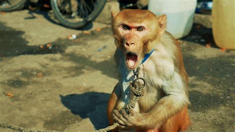 Bandar ka Khel | Baby Monkey Dance | Madaari aur Bandar ka ...