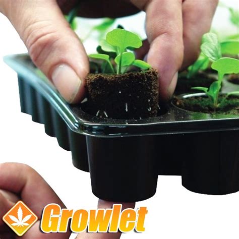 Bandeja Root It: Sustrato para esquejes o semillas   Growlet