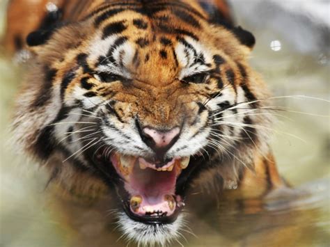 Bangladesh : le nombre de tigres a augmenté   Sciences et ...