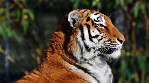 Bangladesh Tiger Close up Photography 4k Wallpaper HD