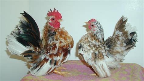 Bantam Chicken Breed Something to think about