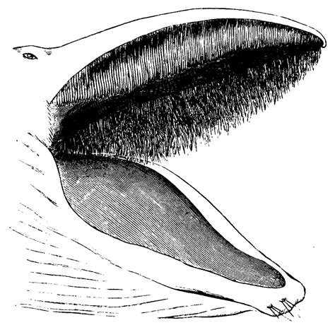 Barbas de ballena   Wikipedia, la enciclopedia libre