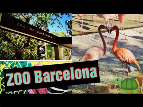 Barcelona Zoo 2020|| zoo club BArcelona|| Barcelona zoo ...